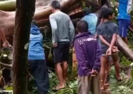Cuaca ekstrem yang disertai hujan dan angin kencang di Kecamatan Tinombo, Kabupaten Parigi Moutong, Sulawesi Tengah, mengakibatkan sebuah pohon tumbang dan menimpa gazebo di Taman Tadulako, Dusun II, Desa Lombok