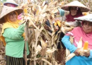 Perum Bulog Kantor Wilayah Sulawesi Tengah menargetkan penyerapan 3.300 ton jagung dari petani sepanjang tahun 2026. Hingga pertengahan Juli, realisasi penyerapan baru mencapai lebih dari 800 ton.