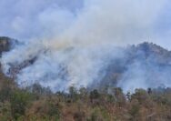 Kebakaran hutan dan lahan (karhutla) terjadi di Desa Longge, Kecamatan Ampana Tete, Kabupaten Tojo Una-Una, Sulawesi Tengah, Sabtu (8/8/2026) dini hari. Berdasarkan laporan TRC dan Pusdalops BPBD Sulawesi Tengah, luas area yang terbakar diperkirakan mencapai sekitar tiga hektare.