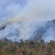 Kebakaran hutan dan lahan (karhutla) terjadi di Desa Longge, Kecamatan Ampana Tete, Kabupaten Tojo Una-Una, Sulawesi Tengah, Sabtu (8/8/2026) dini hari. Berdasarkan laporan TRC dan Pusdalops BPBD Sulawesi Tengah, luas area yang terbakar diperkirakan mencapai sekitar tiga hektare.